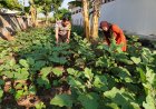 Bhabinkamtibmas Desa Kebonsari Berikan Motivasi Pemanfaatan Lahan untuk Dukung Ketahanan Pangan